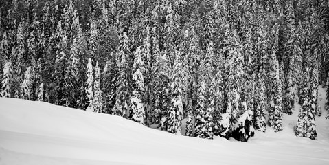 Naklejka premium forest in winter