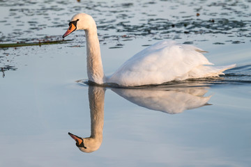 Adult swan floating on the surface.