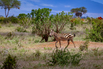 Kenya_Tsavo Est