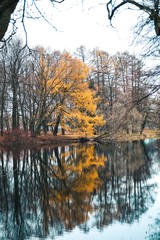 Lake in winter forest with the reflection of trees.