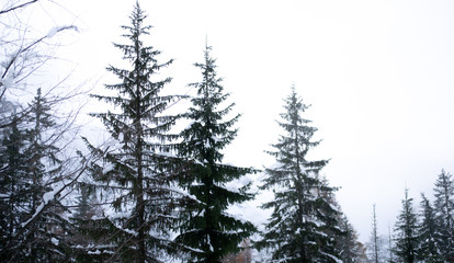 trees in the snow with white background