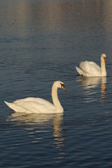 Naklejka premium A pair of swans on lake