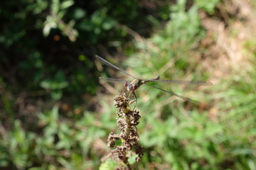 Libellule