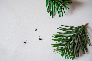 Christmas Tree Bugs. The main insects at Christmas tree - 306253207