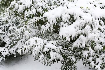Neige sur des sapins