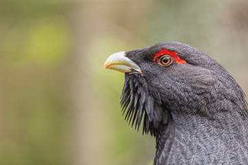 Gallo cedrone