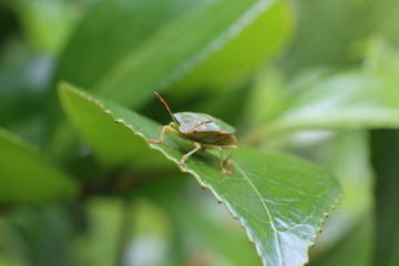 Punaise sur feuille verte