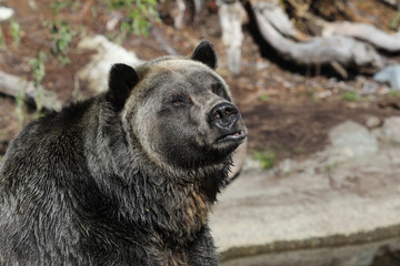 Fototapeta premium Closeup of a very large brown Grizzly Bear surrounded by natural habitat found near Vancouver, British Columbia, Canada