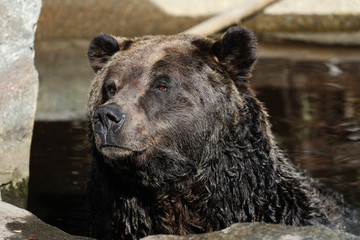 Closeup of a very large brown Grizzly Bear surrounded by natural habitat found near Vancouver,...