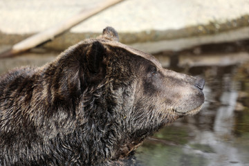 Closeup of a very large brown Grizzly Bear surrounded by natural habitat found near Vancouver, British Columbia, Canada