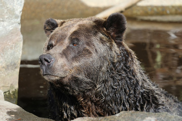 Closeup of a very large brown Grizzly Bear surrounded by natural habitat found near Vancouver,...