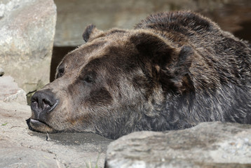 Closeup of a very large brown Grizzly Bear surrounded by natural habitat found near Vancouver, British Columbia, Canada