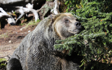 Closeup of a very large brown Grizzly Bear surrounded by natural habitat found near Vancouver,...