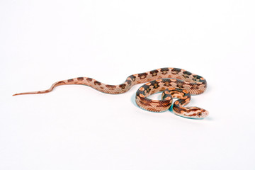 Kornnatter Bloodred Butter (Pantherophis guttatus) - Corn snake