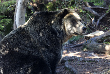 Fototapeta premium Closeup of a very large brown Grizzly Bear surrounded by natural habitat found near Vancouver, British Columbia, Canada