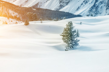 One small alone spruce christmas tree growing on snow covered snowdrift field on highland mountain alpine area. Austrian alps nature winter background landscape. Skiing mountain resort