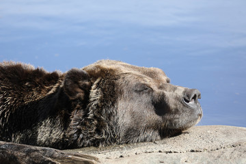 Closeup of a very large brown Grizzly Bear surrounded by natural habitat found near Vancouver,...