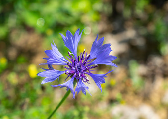 fiore blu isolato di centaurea cyanus