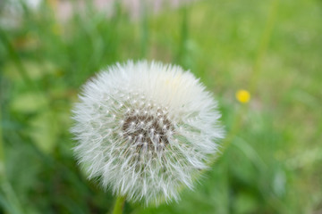 Pusteblume voll