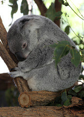 cute cuddly koala bears in gumtree in queensland, australia