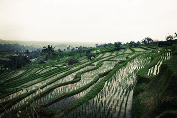 rizière