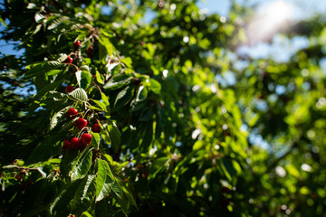 reife Kirschen Gegenlicht 1