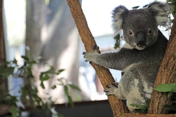 Foto op Canvas schattige knuffelige koala& 39 s in gumtree in queensland, australië © jacquimartin