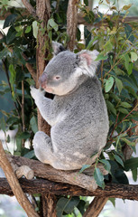 cute cuddly koala bears in gumtree in queensland, australia