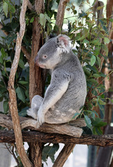 cute cuddly koala bears in gumtree in queensland, australia