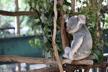 Fototapeta na wymiar cute cuddly koala bears in gumtree in queensland, australia