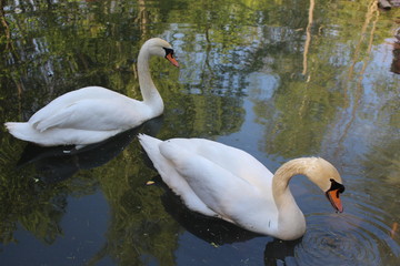 white swans swimming in a pond