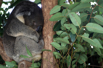 cute cuddly koala bears in gumtree in queensland, australia