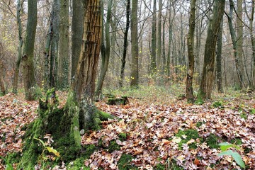 Der Wald der Laubbäume