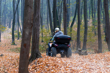 Atv riders, speed race through the forest on autumn fallen leaves. Rear view. © Andrej