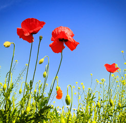 Obraz premium poppies blooming in the wild meadow