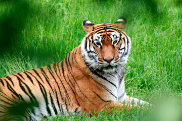 Fototapeta premium tiger
