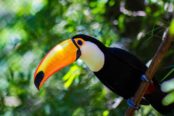 Fototapeta premium Toucan du Brésil