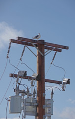 Close-up view of a tall electricity distribution pylon with a transformer and power lines and a seagull sitting on top