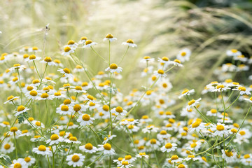 fiori di tanacetum niveum durante la primavera