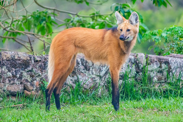 maned wolf portrait © Tiffany