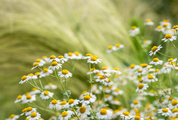 fiori di tanacetum niveum durante la primavera