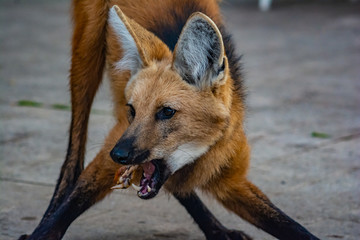 portrait of maned wolf
