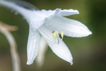 Hosta, hostas, plantain lilies, giboshi white flower with drop macro view. Background from hosta leaves. Perennial.