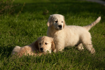 two little cute smart golden retriever puppy