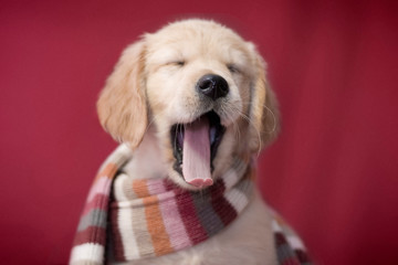 Little smart golden retriever puppy dog wrapped in a striped scarf and yawns