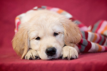 Golden retriever, a smart little puppy of the breed, wrapped himself in a striped scarf and dozed off