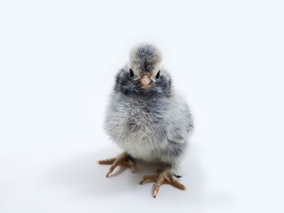 Chicken on a white background. Breed Pavlovsky silver