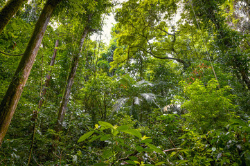 Jungle. Landscape in the middle of the rainforest with tall trees and sun rays