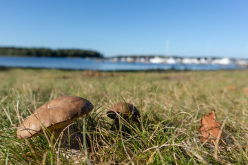 Edible mushrooms in grass sunny close up in Finland blurred background