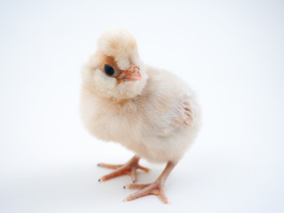 Chicken on a white background. Breed Paduan
